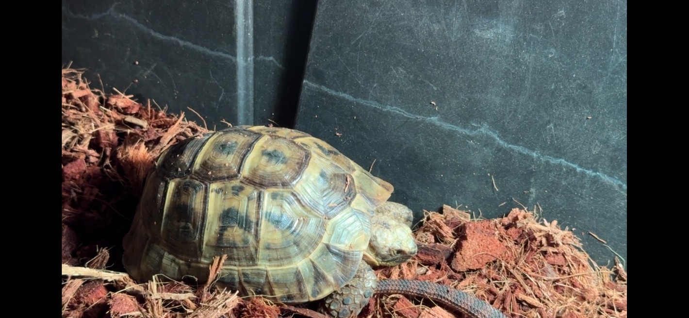 Iberian hot sale greek tortoise